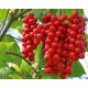  Chinese Schisandra LARGE seedling EVERYONE bears fruit CREEPER Fruit of LIFE Sadova No. 1