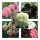  PEONUM POPPY SEED COLLECTION Set of 4 packs