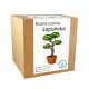  Japanese Black Pine Bonsai Growing Kit