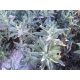  WHITE SAGE Salvia Apiana FOR INCENSE 100 SEEDS