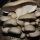  Mycelium on sticks Oyster mushroom Planto 20 pcs.