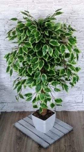 Artificial Flowers and Fruits Artificial Ficus Benjamina Tree, 100 cm, Blossom