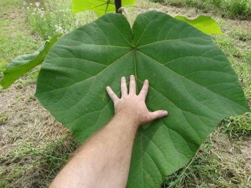  Paulownia Shan Tong Seeds 100 Pieces