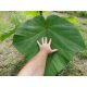  Paulownia Shan Tong Seeds 100 Pieces