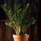  Zamioculcas Zamiifolia seedling in a 0.5-1 liter container