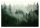 WASHABLE photo wallpaper Forest in the fog, laminated, 368 x 280