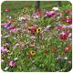  GRASS PAINTED WITH FLOWERS FLOWER MEADOW FLOWER FLOWER SEED MIX 1KG