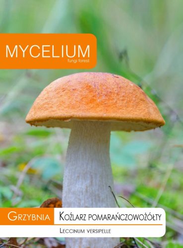  Mycelium Orange-yellow mycelium 10 g