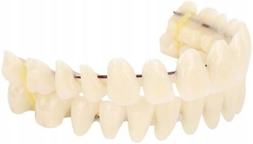  IMPLANTS ARTIFICIAL TEETH PLASTIC PROSTHETIC TEETH