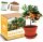  Miniature TANGERIN Tree Growing Kit