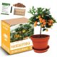  Miniature TANGERIN Tree Growing Kit