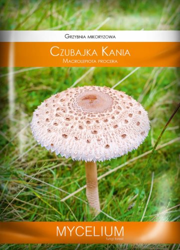  Mycelium of CZUBAJKA KANIA mushrooms in the garden