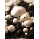  Mycelium on Planto grains, white mushroom, 1 kg