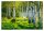 Photo wallpaper BIRCH FOREST 3D Birches 368x254