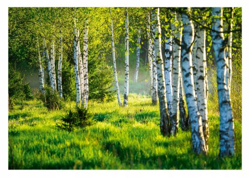 Photo wallpaper BIRCH FOREST 3D Birches 368x254