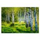 Photo wallpaper BIRCH FOREST 3D Birches 368x254