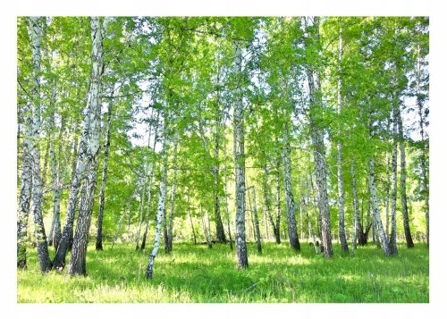 Photo wallpaper BIRCH FOREST 3D Nature 416x254