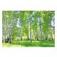 Photo wallpaper BIRCH FOREST 3D Nature 416x254