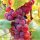  Swenson Red Wine Seedling in Container 0.5-1l 15-20 cm