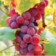  Swenson Red Wine Seedling in Container 0.5-1l 15-20 cm