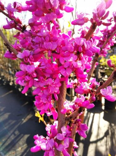  Judasbaum Cercis GROSSE SAMEN 60-100