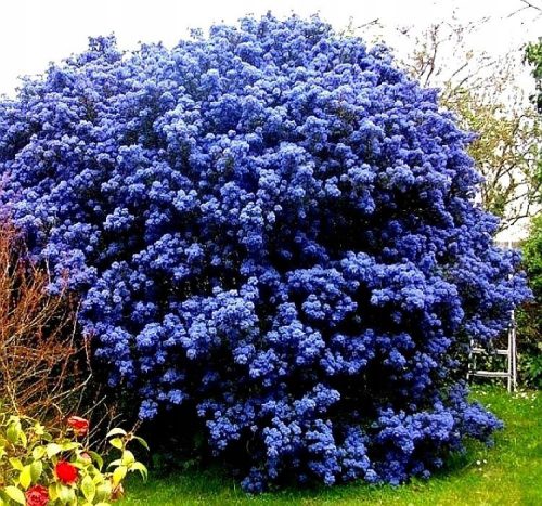  PRUSZNIK VICTORIA BLUE EVERGREEN SEEDS