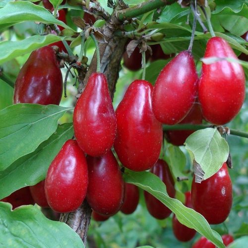  JOLICO edible dogwood, large seed in pot