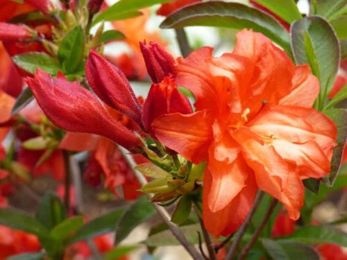  Rhododendron and azalea seedlings in a container 0.5-1l 20-25 cm