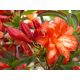  Rhododendron and azalea seedlings in a container 0.5-1l 20-25 cm