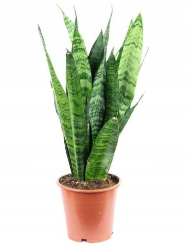  Sansevieria Zeylanica Sansevieria Snake Plant