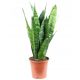  Sansevieria Zeylanica Sansevieria Snake Plant