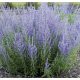  Lavender violet, blue seedling in a 1-2l 5 cm container