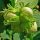  Walnuts and Catalan hazelnut seedlings in a container 0.5-1 l 15-20 cm