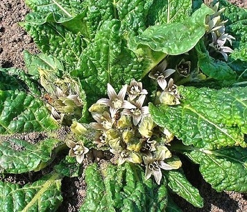  Mandrake M. Officinarum-Samen