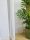 Curtains, Curtains ready Classic batiste curtain 800 cm x 280