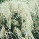  Chinese Miscanthus MEMORY GIANT SEEDS, unique white inflorescences, RESISTANT