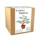  Blue-silver eucalyptus cultivation kit
