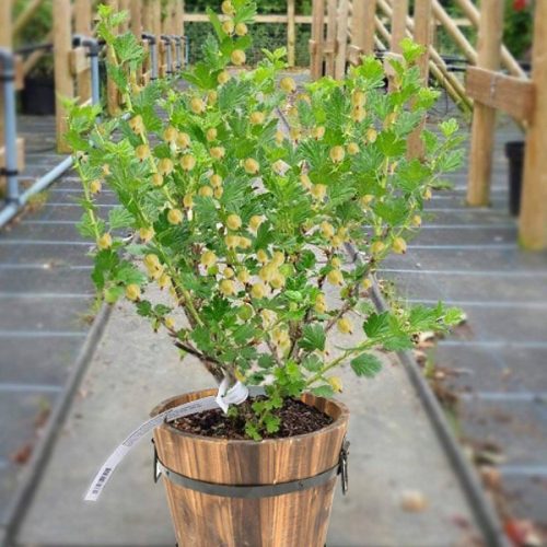  Gooseberry Giggles Gold seedling in 1-2l container, 20-40 cm