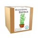  Bamboo Growing Kit Frost-resistant Bamboo – 20 °C