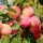  JUBILEUM plum seedlings in 2-3l container, 120-150 cm