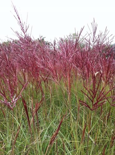  MISCANT RED CHIEF PACK OF 5 GRASSES