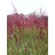  MISCANT RED CHIEF PACK OF 5 GRASSES