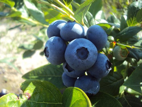  Blueberries and blueberries GOLDTRAUBE seedling in container up to 0.5l, 10-20 cm