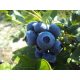  Blueberries and blueberries GOLDTRAUBE seedling in container up to 0.5l, 10-20 cm