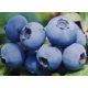  Blueberries and blueberries CHANTICLEER seedling in container up to 0.5 l, 10–20 cm