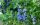  Blueberries and blueberries BLUECROP seedling in a container up to 0.5 l 10-20 cm