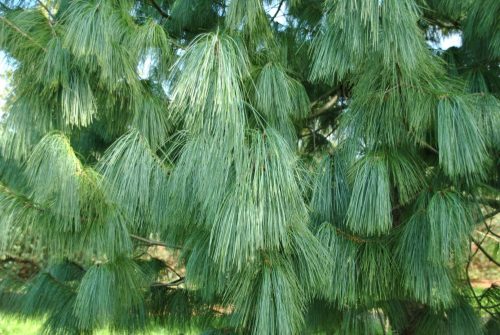  HIMALAYAN PINE PINUS WALLICHIANA LARGE SOWING