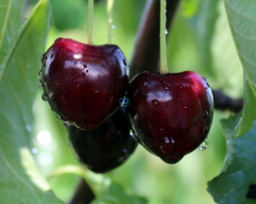  Cherries and sweet cherries UKRAINIAN seedling with bare root 130-150 cm