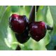  Cherries and sweet cherries UKRAINIAN seedling with bare root 130-150 cm