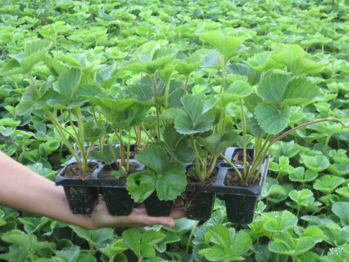  Dukat wild strawberries and strawberries, seedling in container up to 0.5l, 10-14 cm